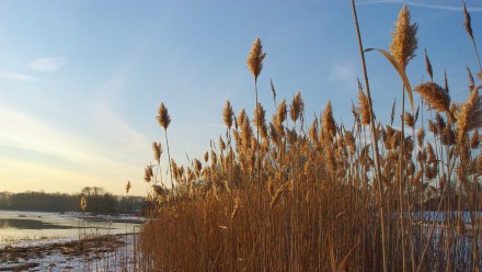Winter Grasses 1