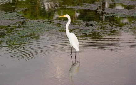 Heron in the salt marsh at the head of Bristol (RI) harbor