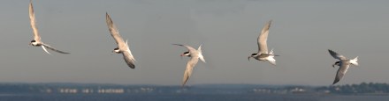 Tern turn