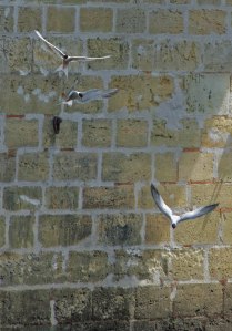 Terns in France 2